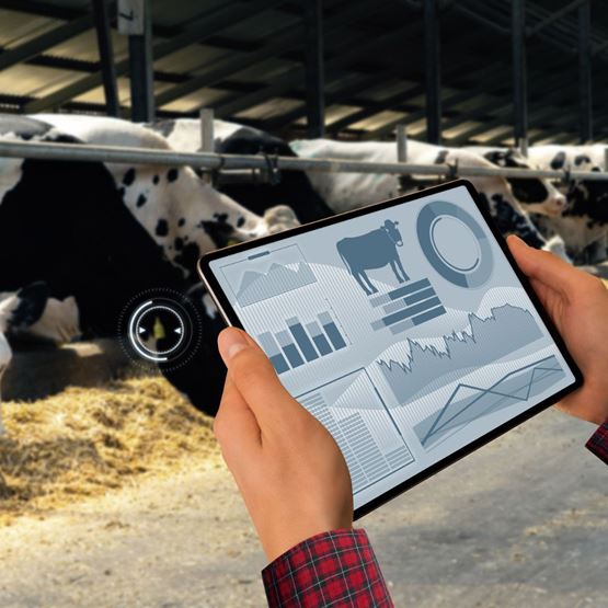 Person holding a tablet with charts and data related to dairy cow farming in a barn.