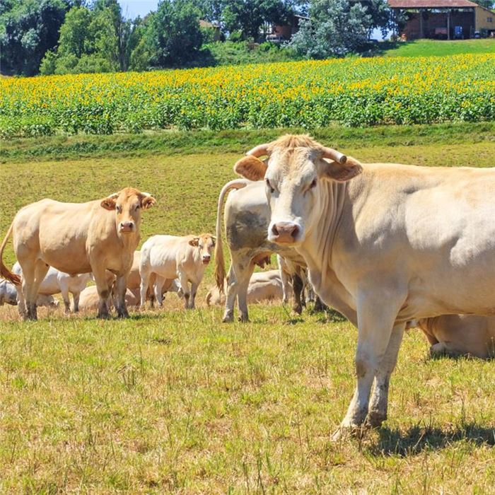 A lush green field with five cows and a blue sky